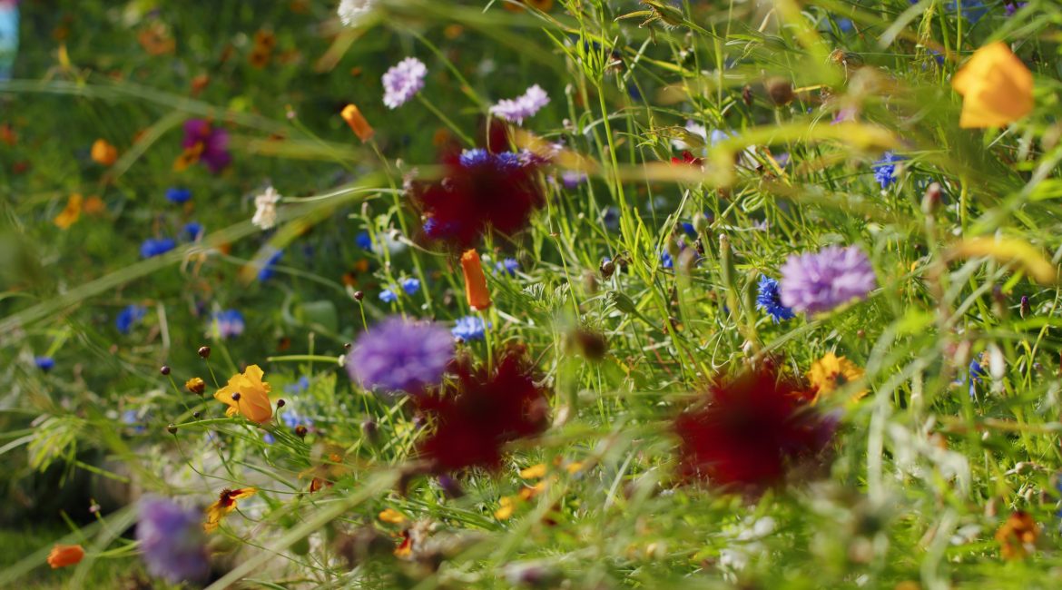 Flowers_02-Copy-2